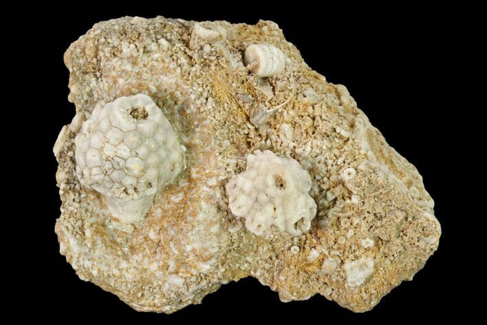 Fossil Crinoid (Uperocrinus) Plate - Missouri #162674